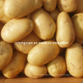 2016 Neue Ernte Frische Holland Kartoffel